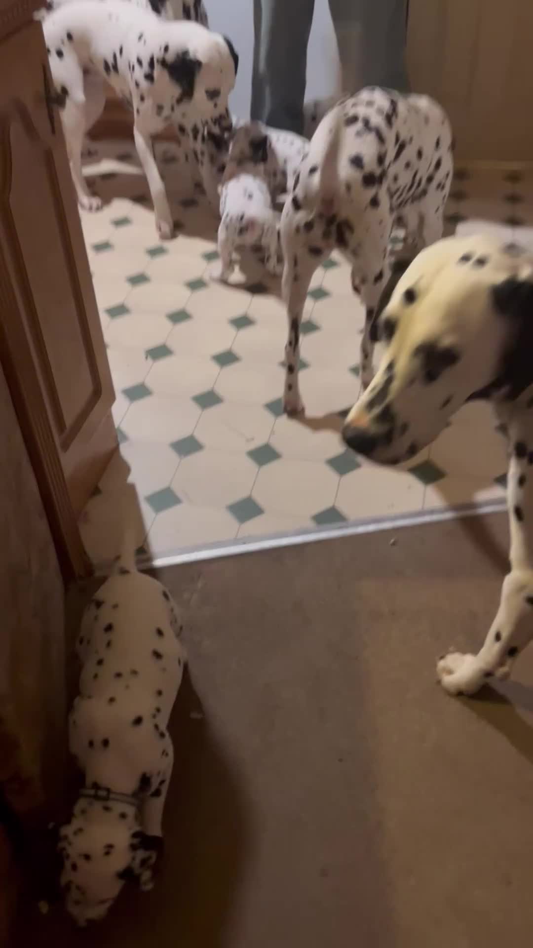 Dalmatian dogs for sale: Stunning Dalmatian puppies KC reg show winners - Video 3