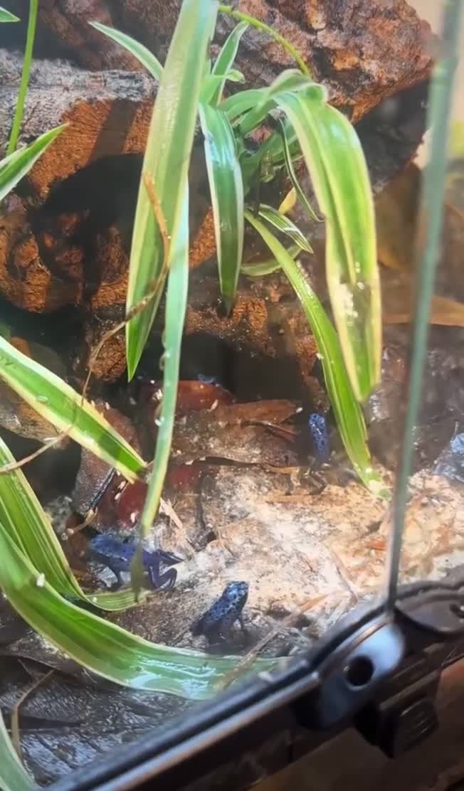 Frog reptiles for sale: Blue Frogs For Sale - Video 1