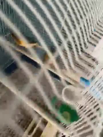 Canaries birds for sale: Canaries 1 male 1 female 1 egg not hatched - Video 1