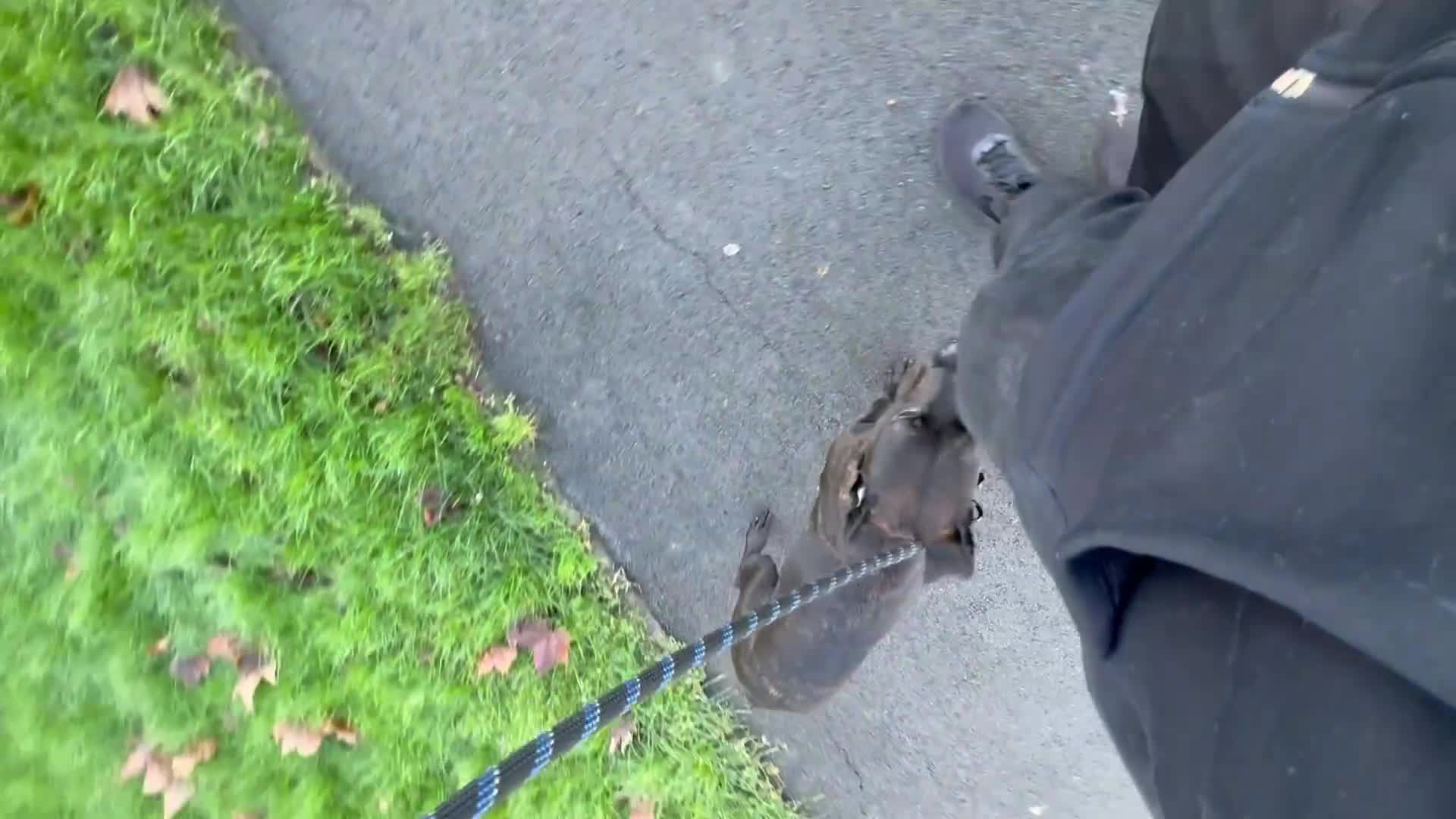 Mixed Breed dogs for sale: Staffy cross Rotwiler - Video 2