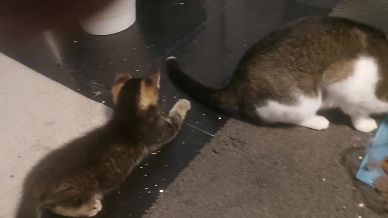 Mixed Breed cats for sale: Kiten male ready for new home  in Enfield - Video 2
