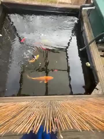 Koi Carp fish for sale: Mixed fish going cheap  - Video 1