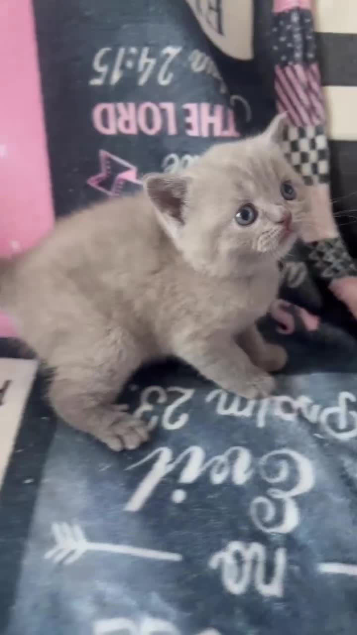 British Shorthair cats for sale: Amazing British shorthair kittens!!!… in Grays - Video 1