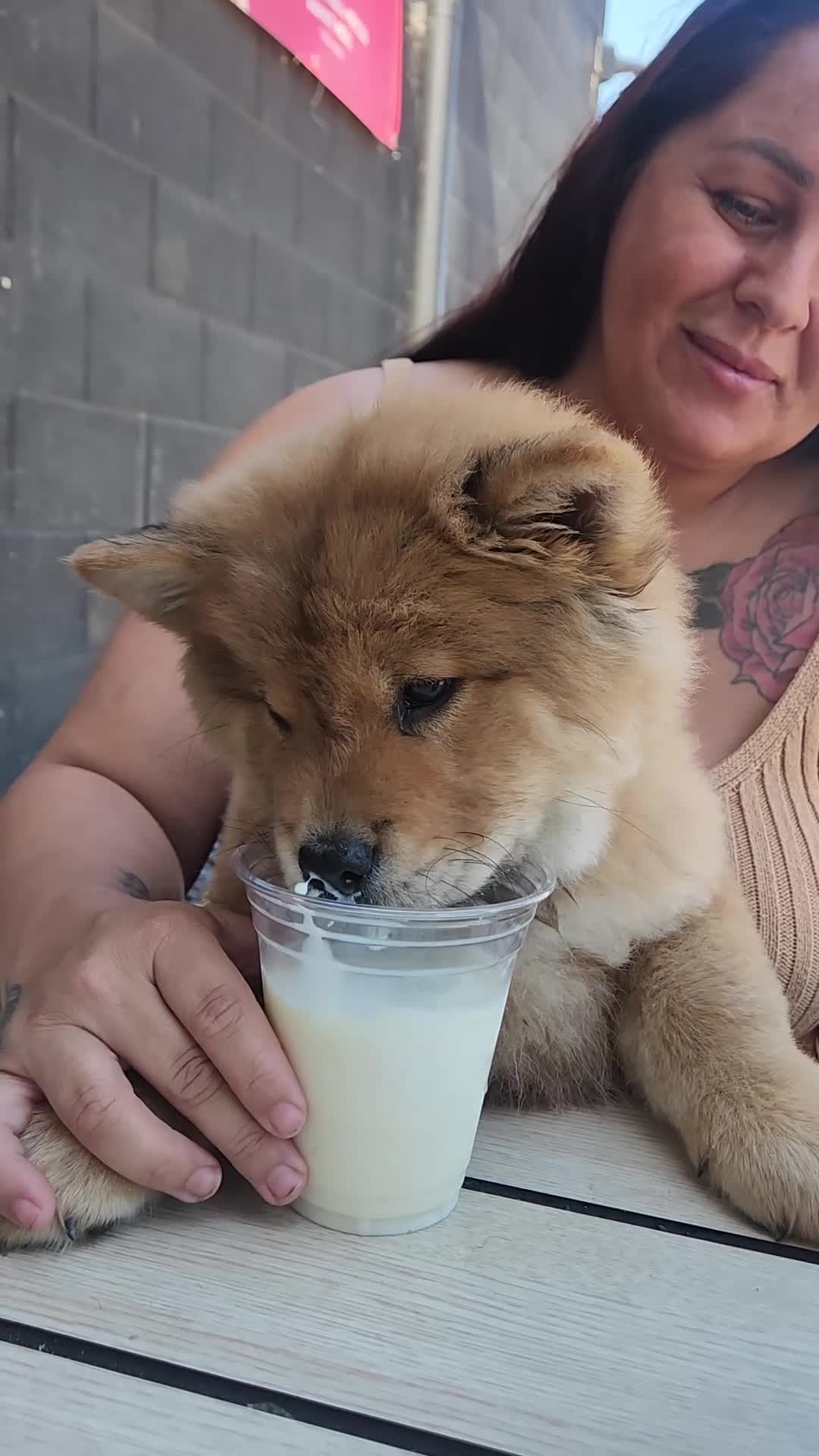 Chow Chow dogs for sale: Chow chow puppy last boy available  - Video 1