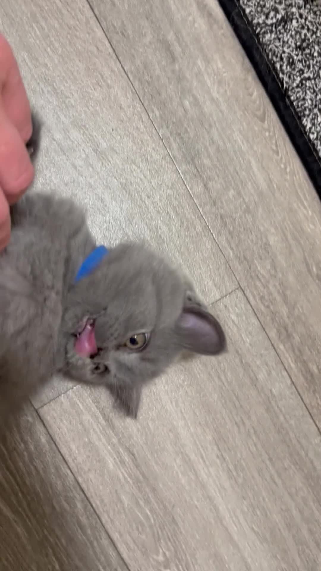 British Shorthair cats for sale: 6 little babies looking for a loving home in Leicester - Video 2