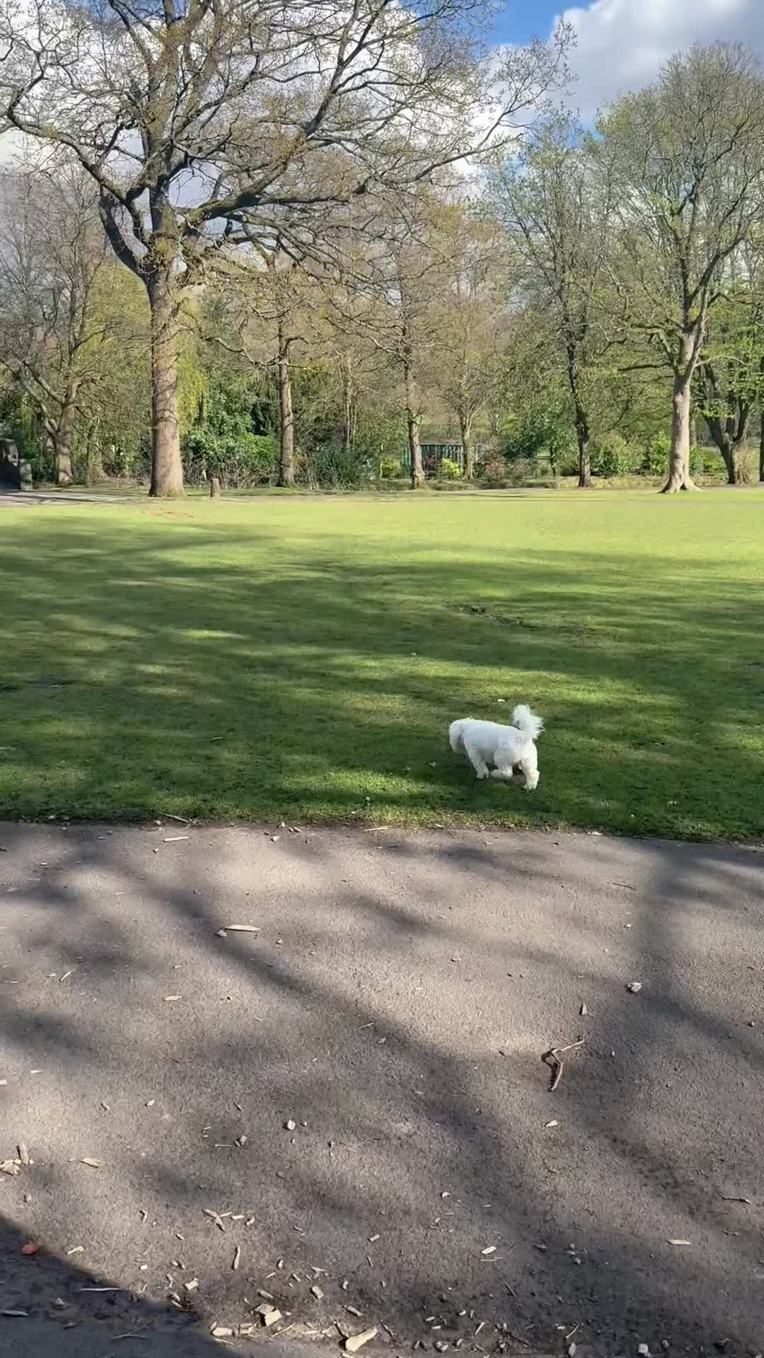 Bichon Frise dogs for sale: 1year old Bichon for sale full of joy in Nelson - Video 1