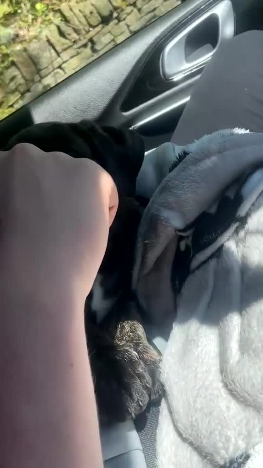 Mixed Breed dogs for sale: 8 week old puppy - Video 1