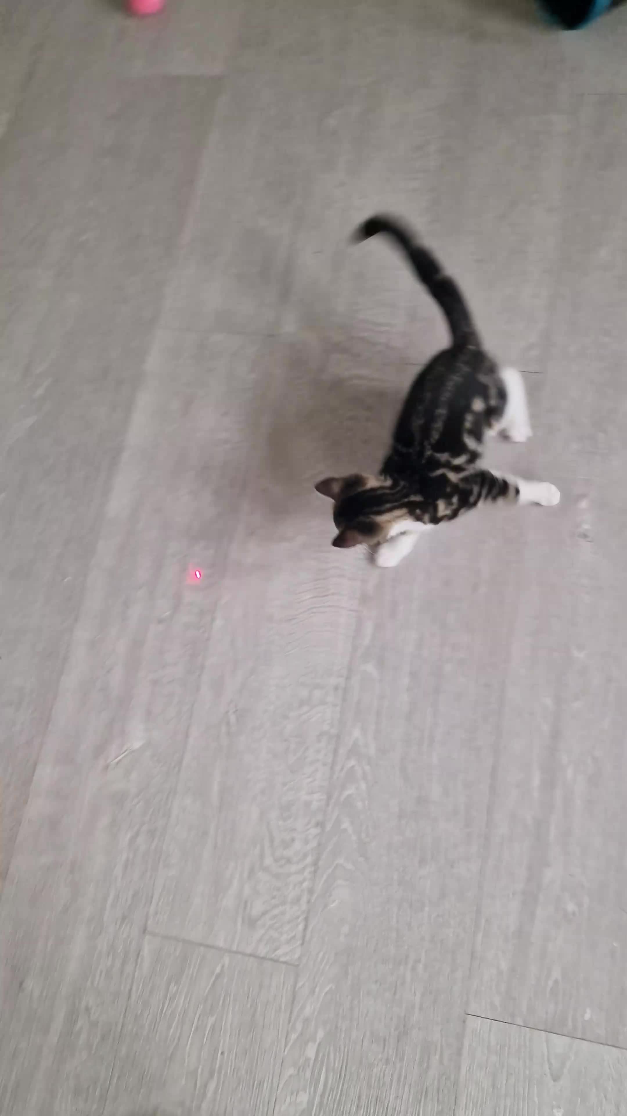 Maine Coon cats for sale: 2 Lovely Kittens Homed Together - Video 2