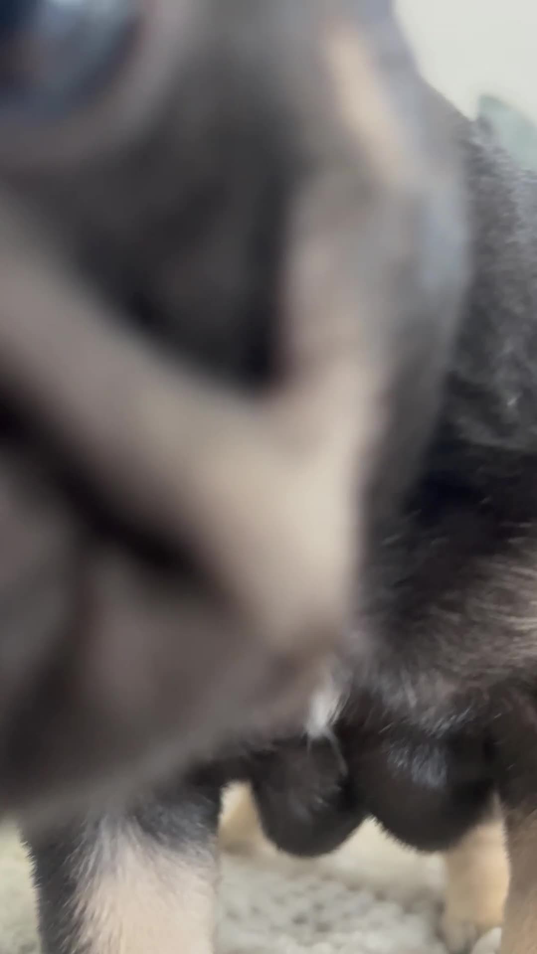 French Bulldog dogs for sale: Gorgeous Puppies ready to be reserved  - Video 1