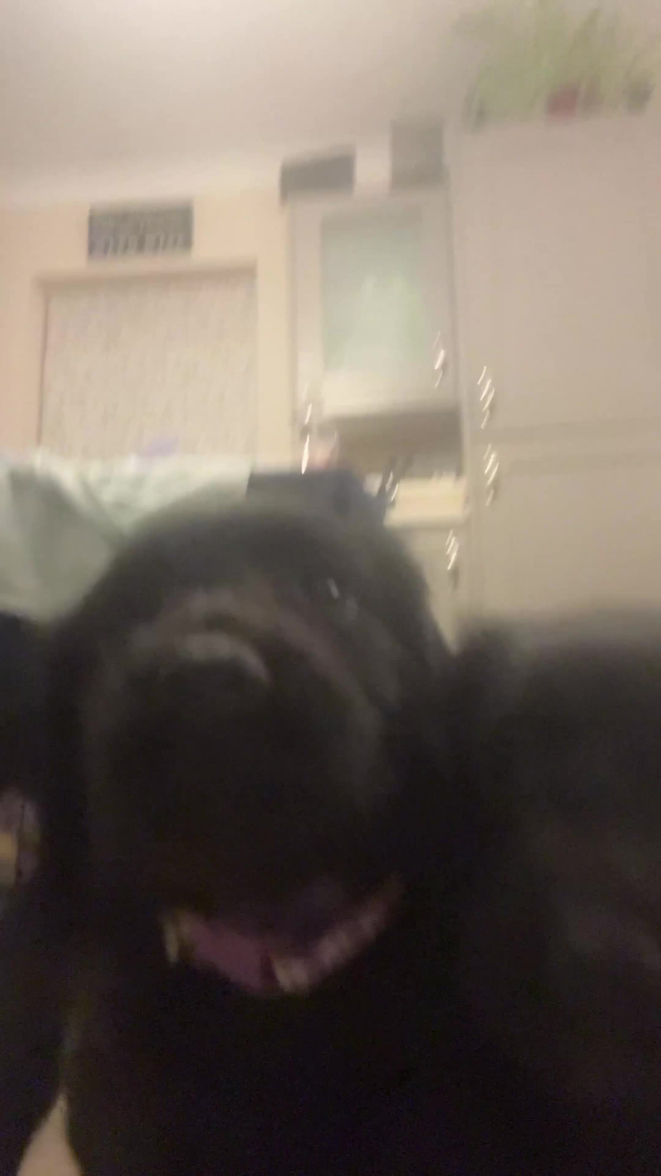 Cocker Spaniel dogs for sale: Working Cocker Spaniels for Sale - Video 3