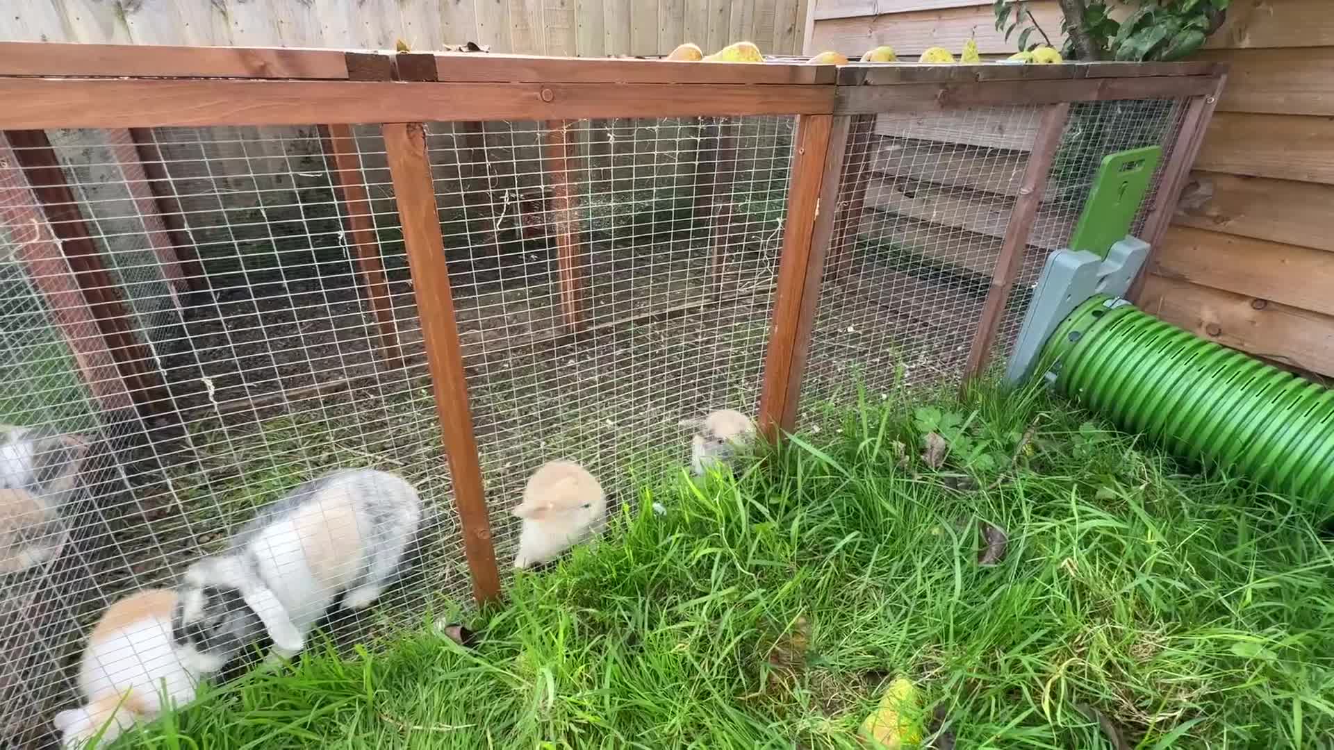 Mini Lop rabbits for sale: Gorgeous Mini Lop Bunny Rabbits - Video 1