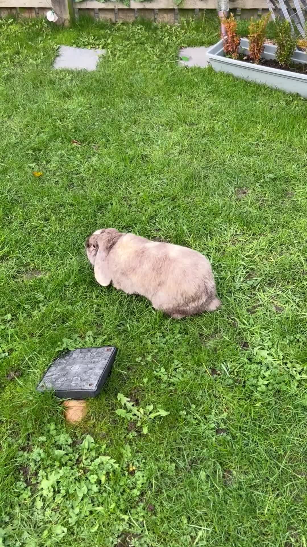 Mini Lop rabbits for sale: Urgent re homing required  - Video 1