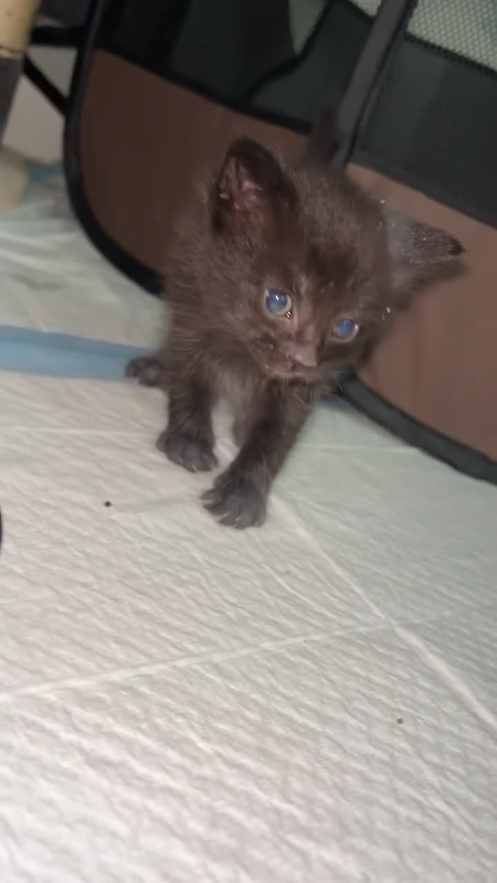 Mixed Breed cats for sale: Kittens for sale  - Video 1