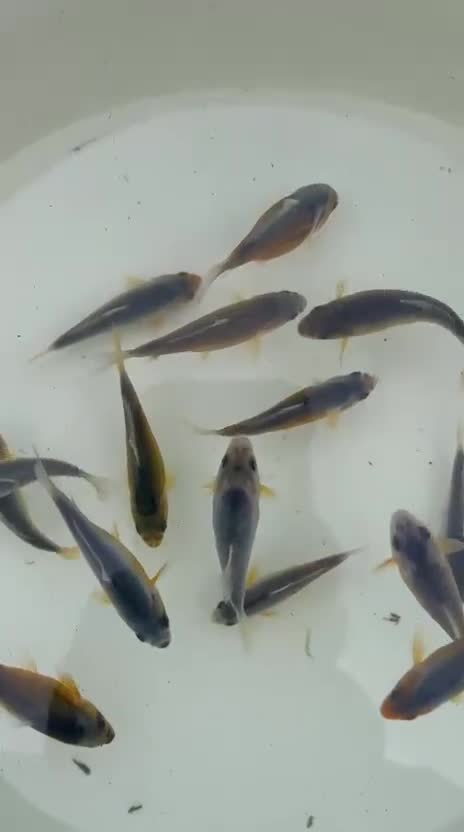 Koi Carp fish for sale: Asagi fry 2-3 inches  - Video 1