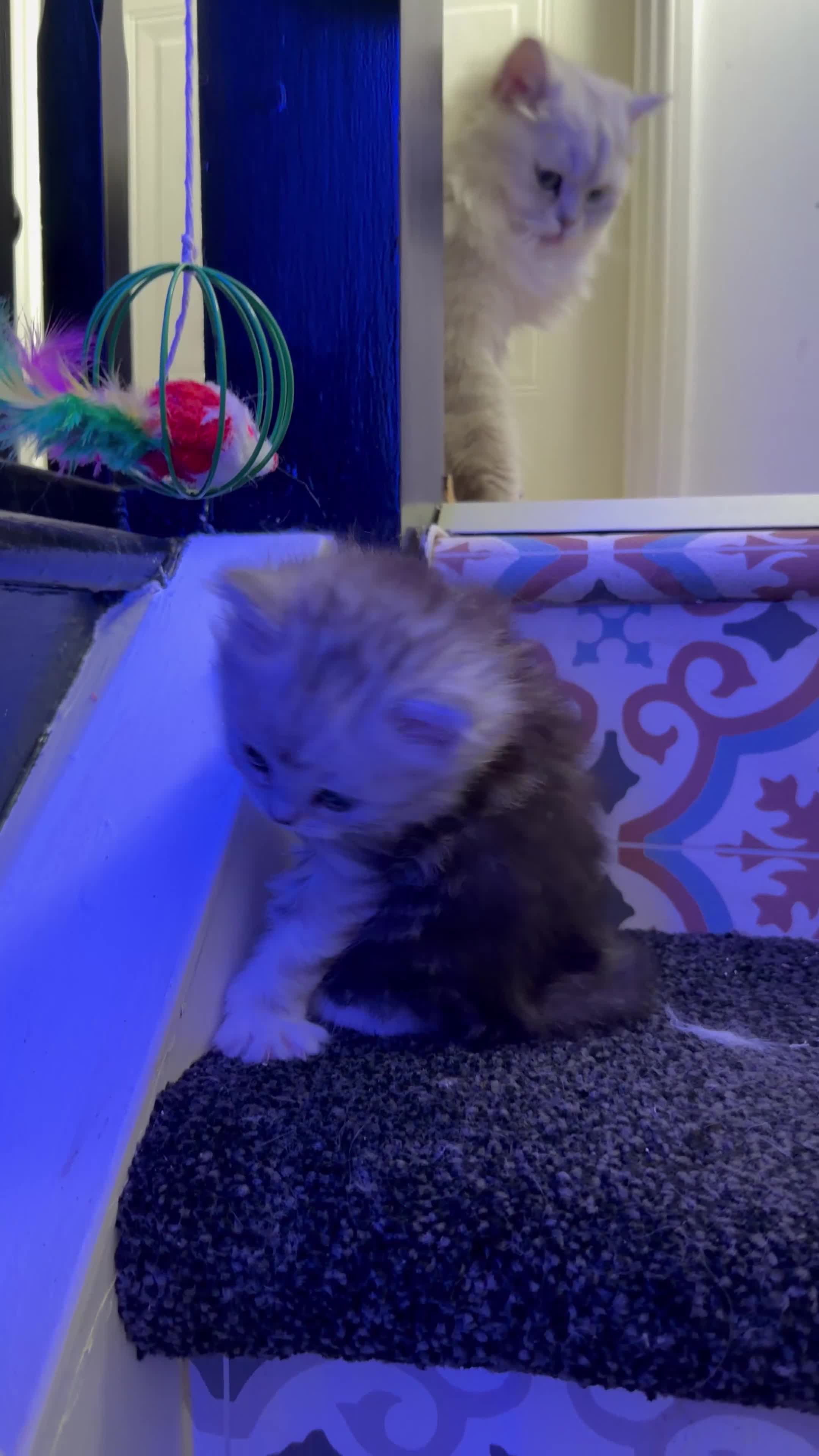 Mixed Breed cats for sale: Beautiful Persian x Ragdoll Kittens - Video 2