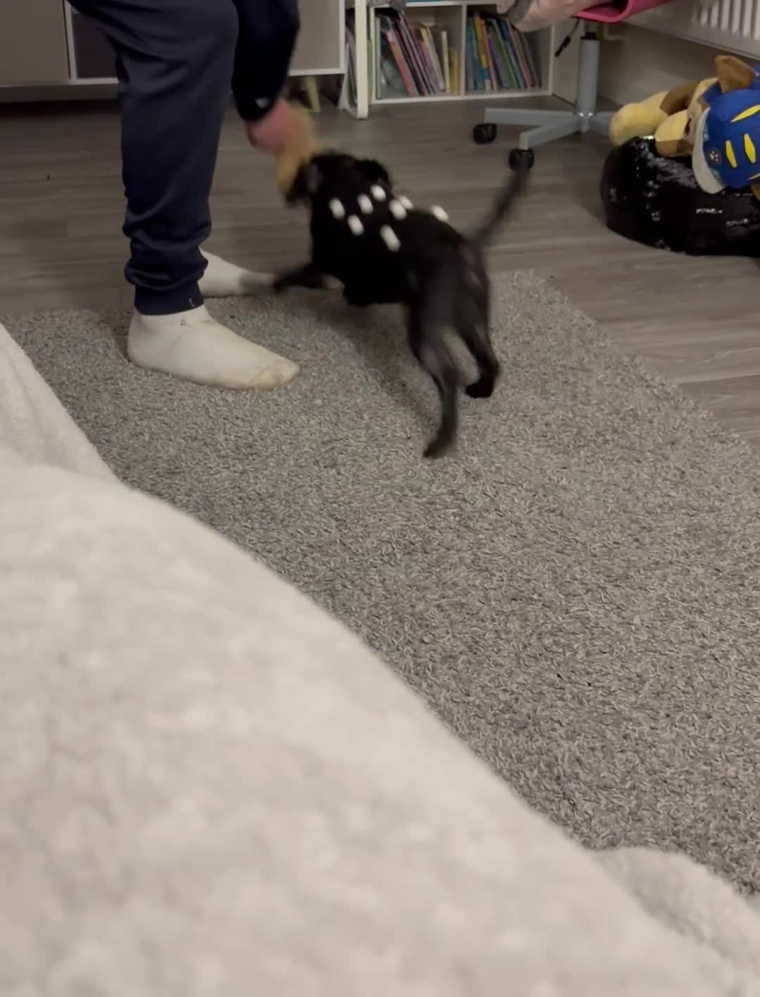 Yorkiepoo dogs for sale: Mini poodle x  - Video 1