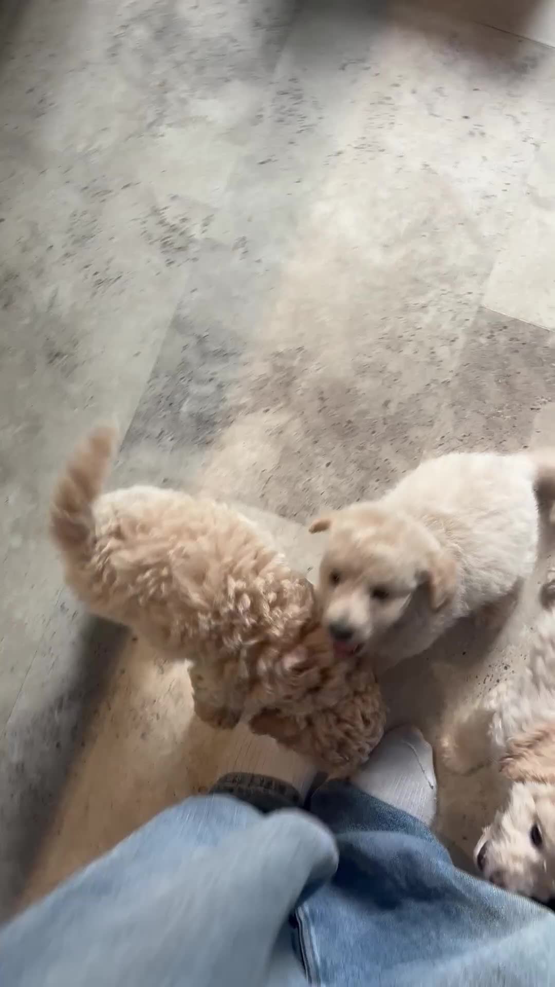 Cavapoo dogs for sale: Exceptional curly coat health tested cavapoo pups in Otley - Video 1