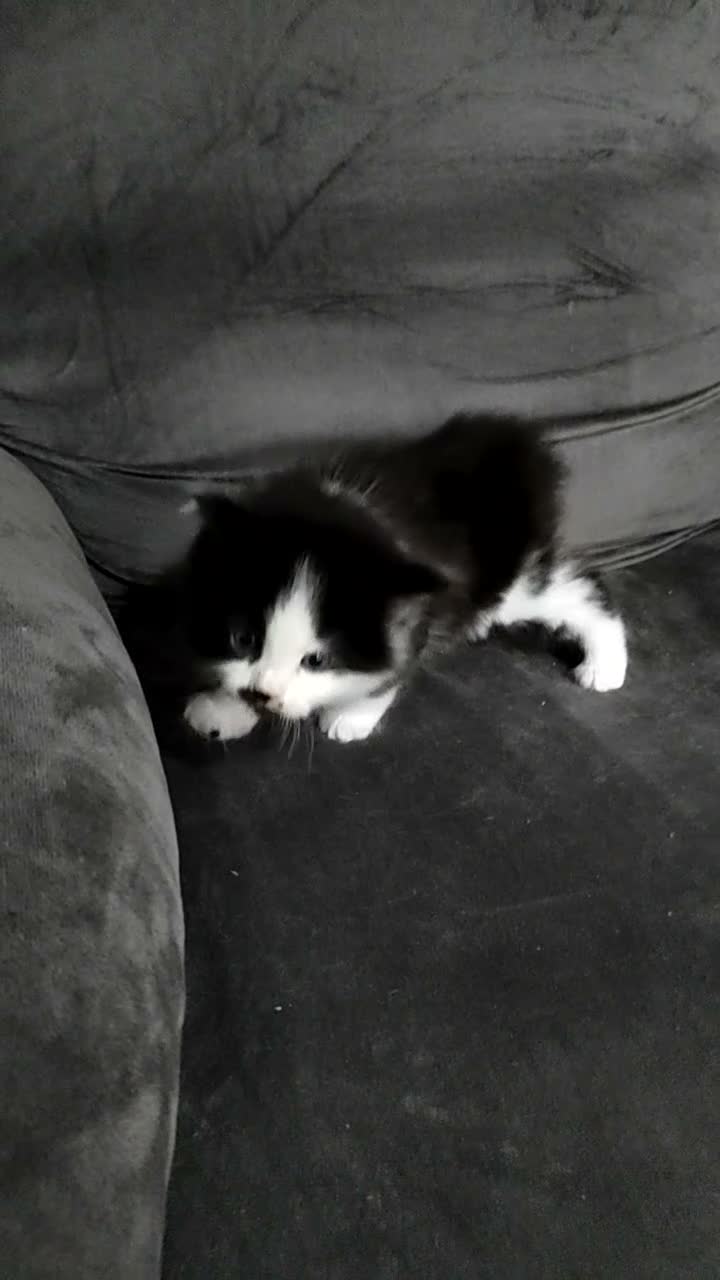 Maine Coon cats for sale: ¾ Maine coon kittens  - Video 2
