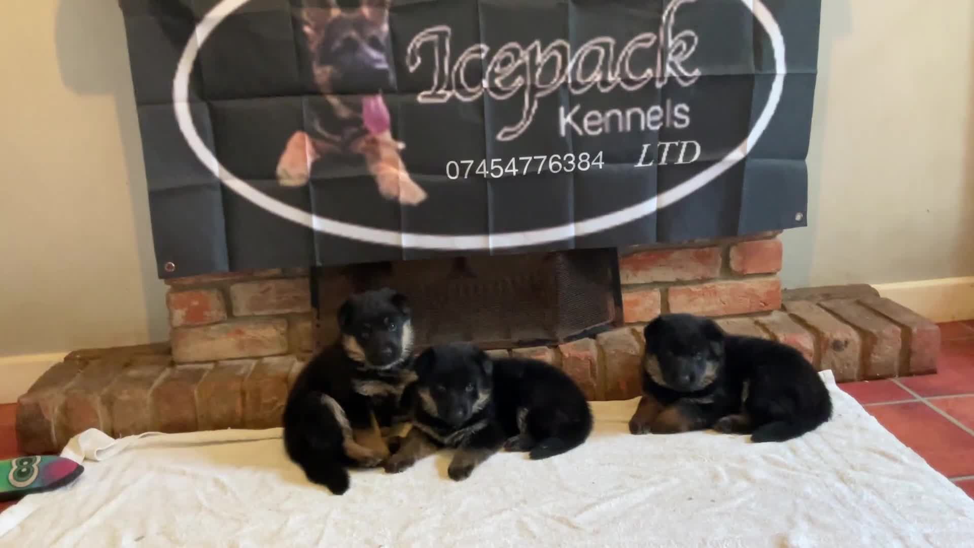 German Shepherd dogs for sale: Quality litter GSD @icepack kennels - Video 2