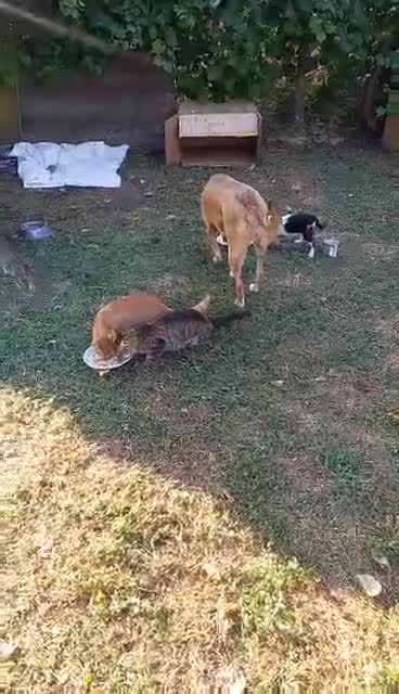 Mixed Breed dogs for adoption: Hera - sister of Sparky- available for adoption in Brixham - Video 3
