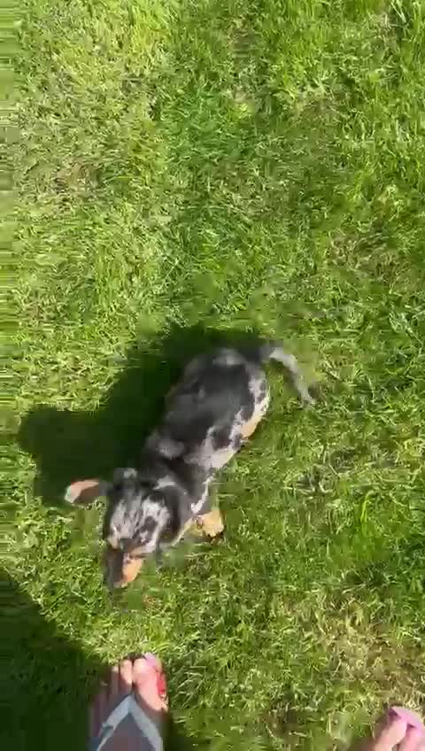 Miniature Dachshund dogs for sale: ADORABLE PUPPIES in Newcastle upon Tyne - Video 1