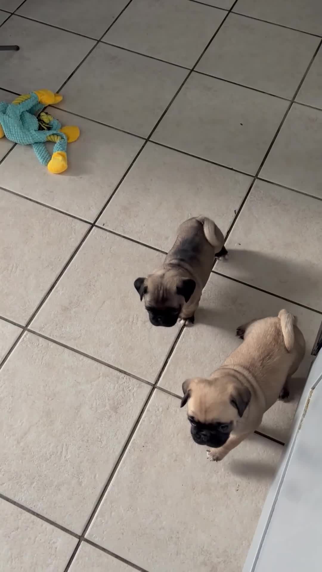 Mixed Breed dogs for sale: Pug X puppies for sale-  1 girl 1 boy - Video 1