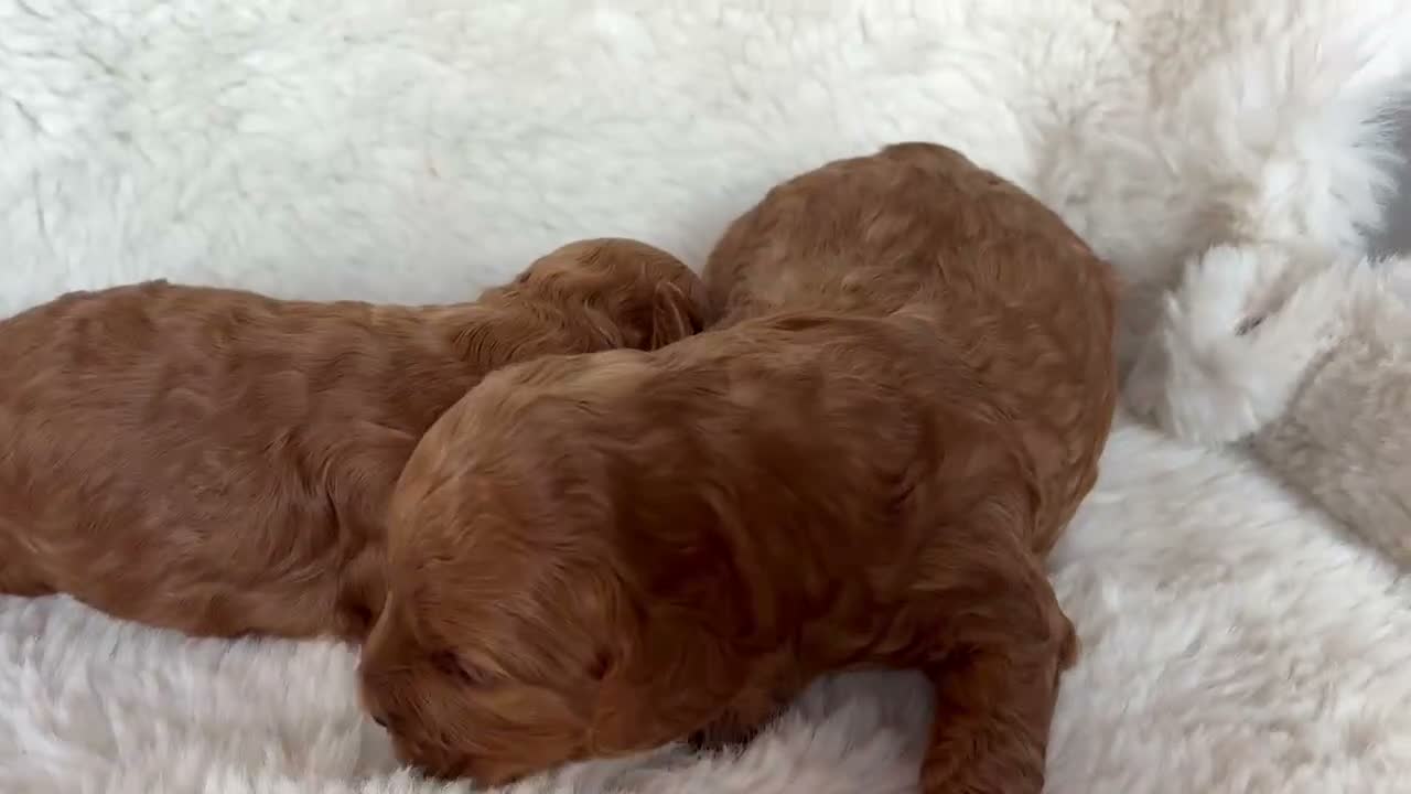 Cavapoo dogs for sale: Gorgeous litter of Cavapoo puppies  in King's Lynn - Video 3