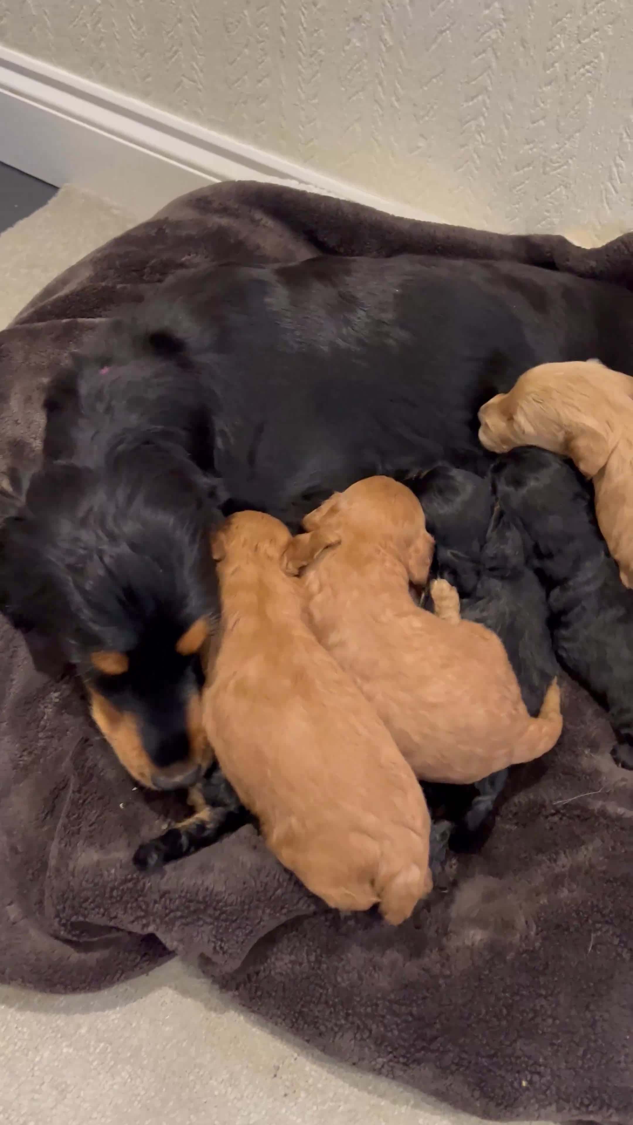 Cockapoo dogs for sale: ADORABLE COCKAPOO PUPPIES BOTH PARENTS ARE HERE  - Video 1