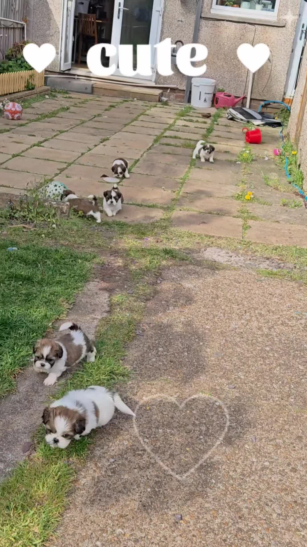 Shih Tzu dogs for sale: 💕 Adorable pure bred Shih Tzu puppies 💖  - Video 2