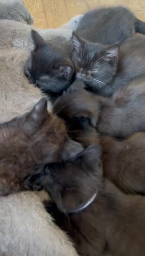 British Shorthair cats for sale: Champion GCCF Black British Shorthair Kittens - Video 1