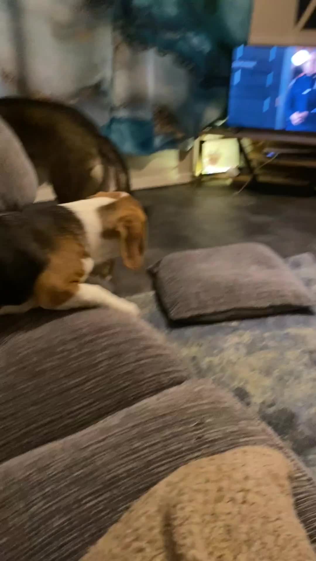 Beagle dogs for sale: Female beagle - Video 1