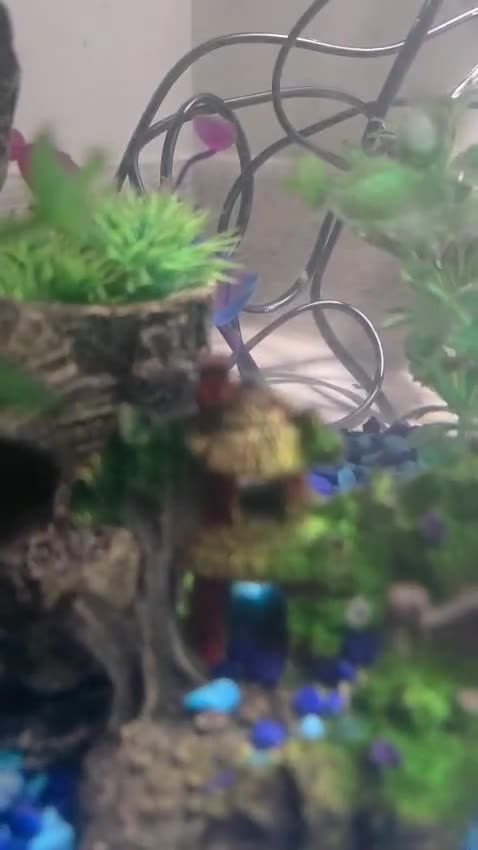Mollies fish for sale: Christmas guppies for sale - Video 1