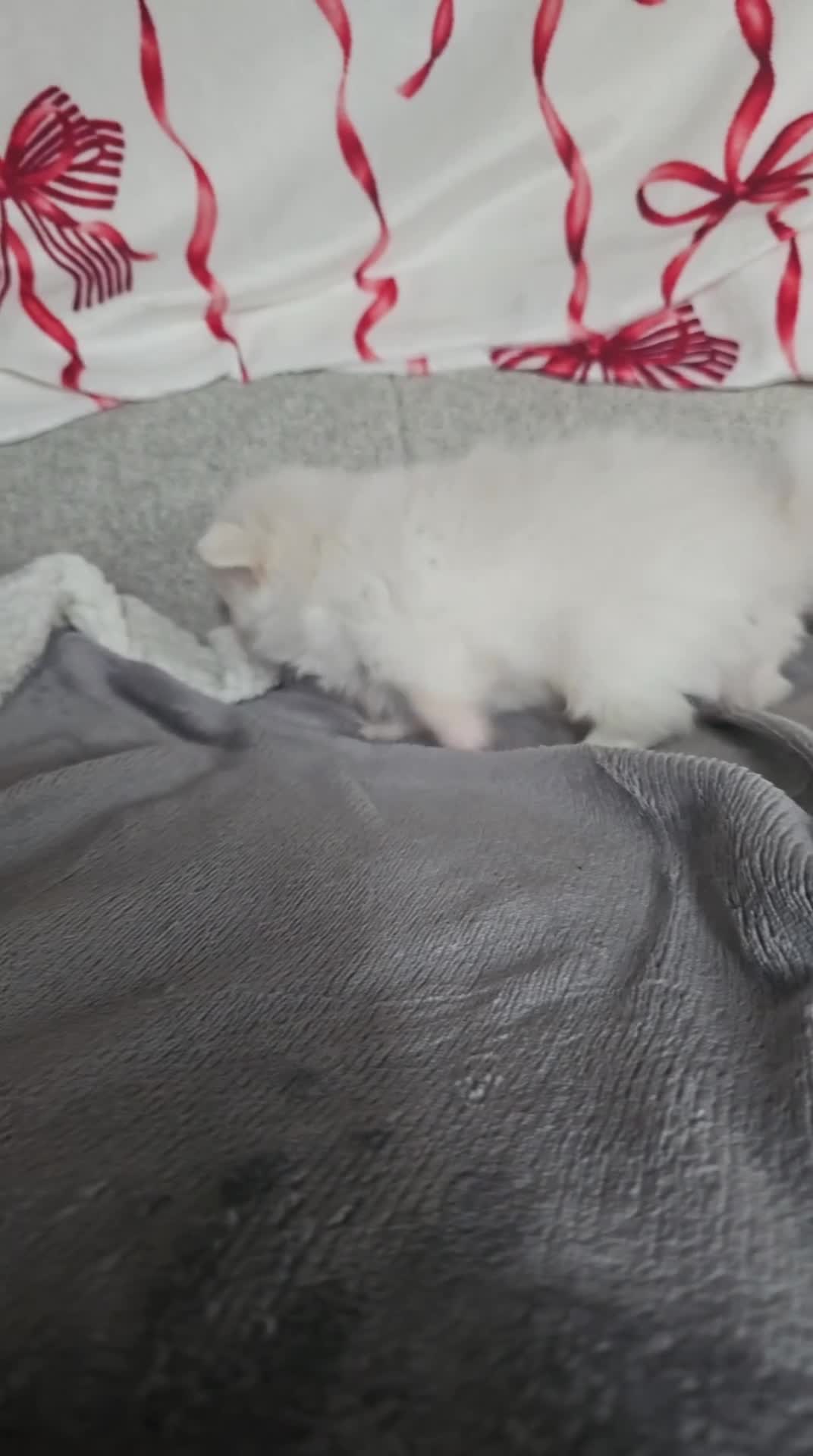 Pomchi dogs for sale: Stunning pomchies - Video 1