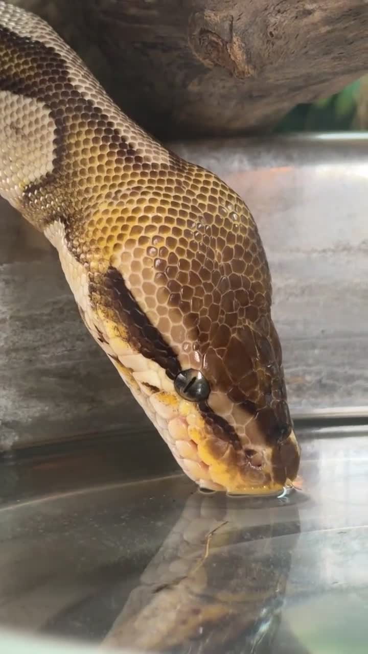 Python Snake reptiles for sale: Mojave Ball Royal Python - Video 1