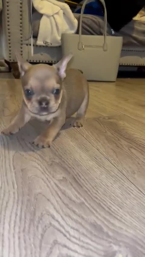 French Bulldog dogs for sale: Puppy frenchies Reduced!! - Video 1