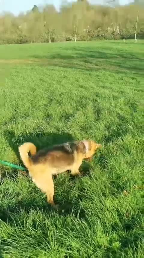 Mixed Breed dogs for adoption: Tiana needs a forever home. Currently in Bristol  in Bristol - Video 1