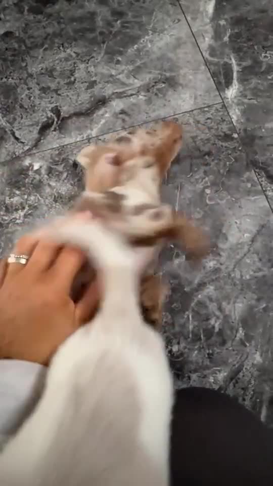 Miniature Dachshund dogs for sale: RE-OPENED AD 2x KC mini long haired 5* ready now  - Video 2