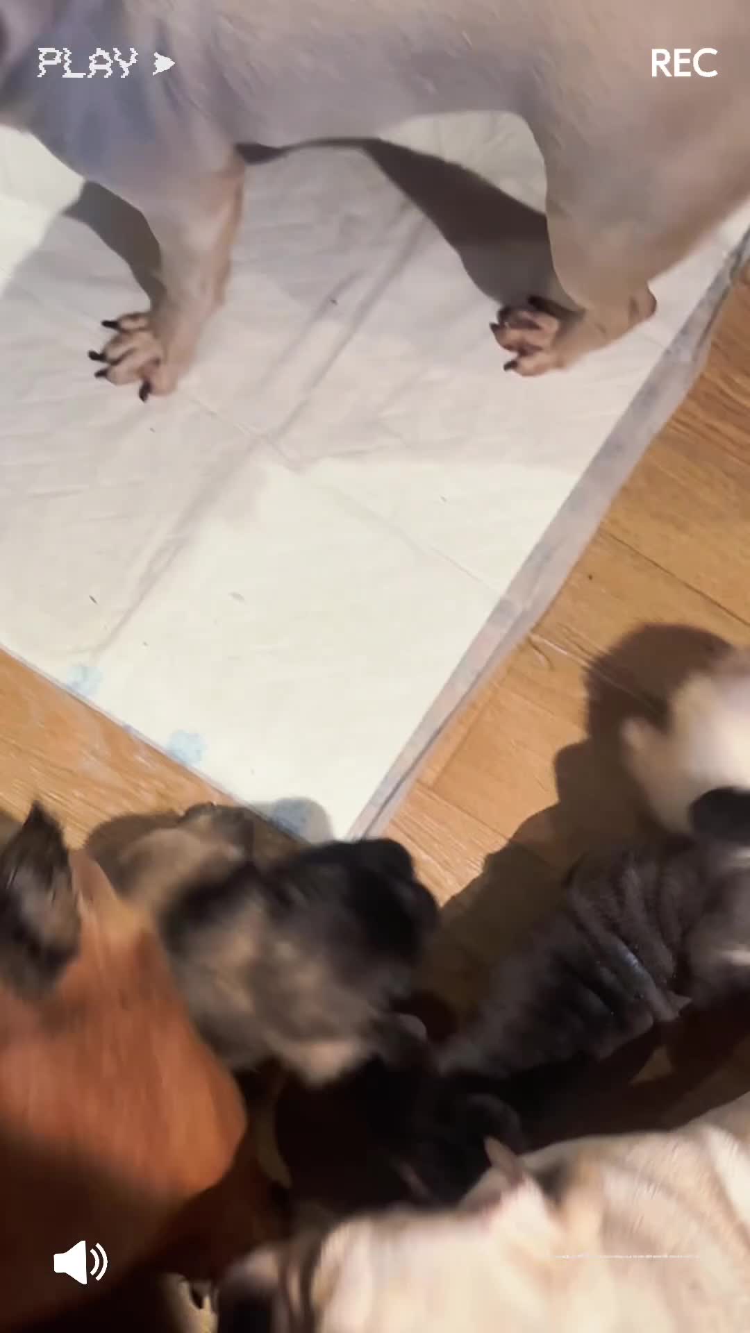 Pug dogs for sale: Stunning litter of 4 Prestige Fluffy Pug puppies - Video 1
