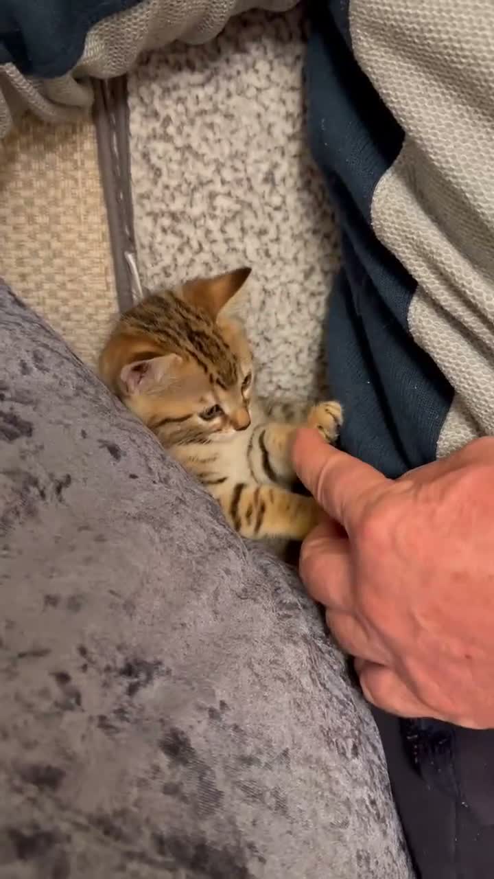 Mixed Breed cats for sale: Bengal Cross Female Kitten - Video 1