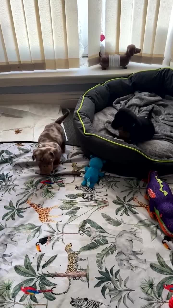 Mixed Breed dogs for sale: Beautiful little black & tan boy, dachshund mix🥹 in Motherwell - Video 2