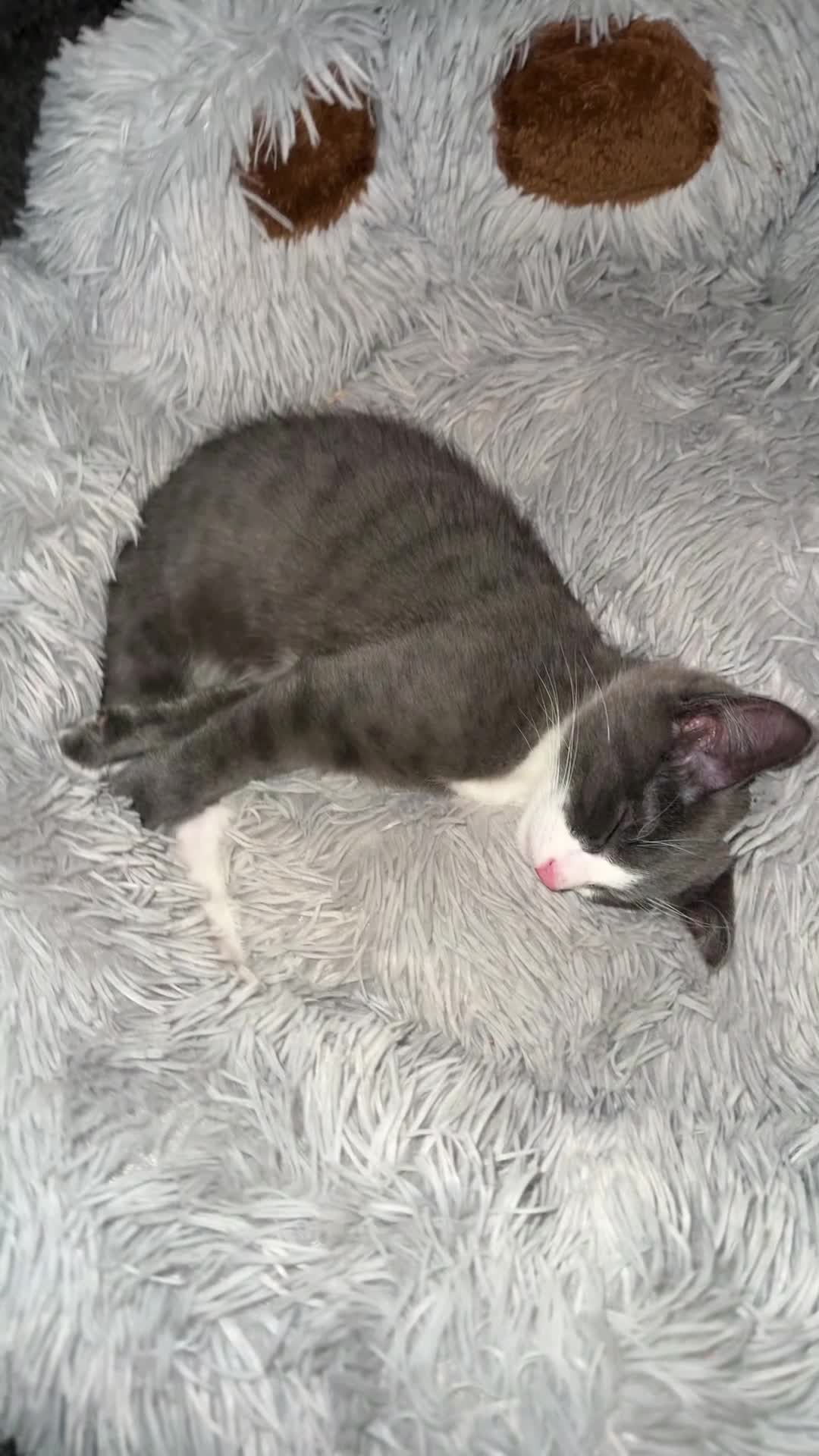 Mixed Breed cats for sale: One male kitten left  - Video 2