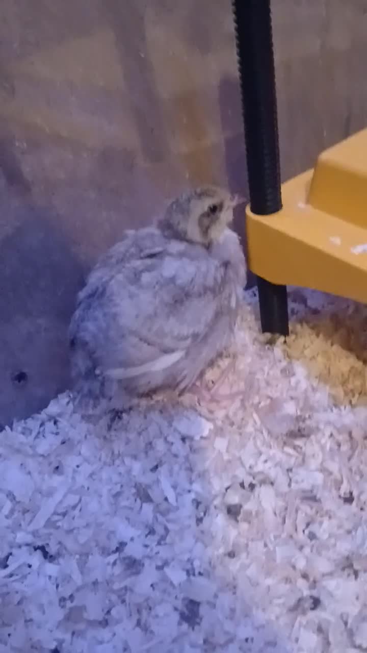 Quail poultry for sale: Beautiful coturnix quail chicks - Video 4