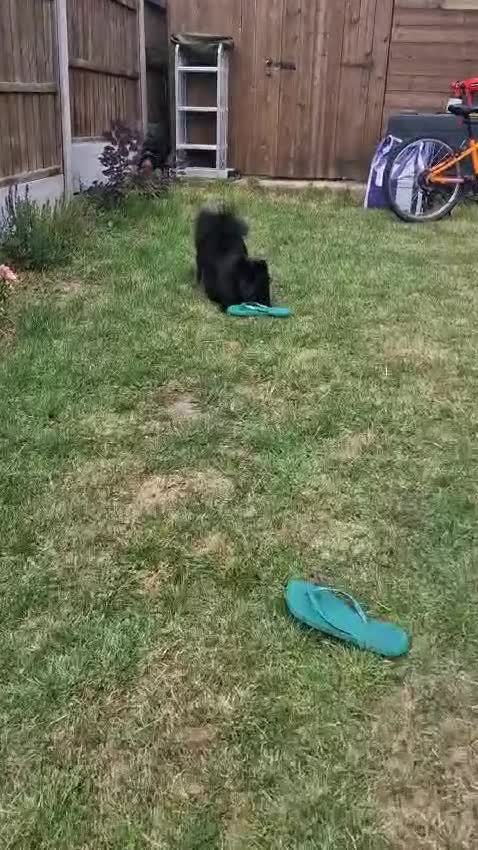 Pomeranian dogs for stud: Male Pomeranian  in Milton Keynes - Video 1