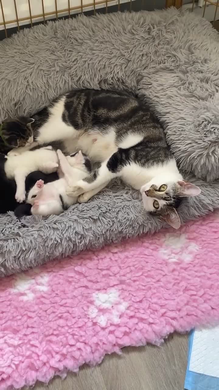 Mixed Breed cats for sale: Beautiful mixed breed kittens  - Video 1