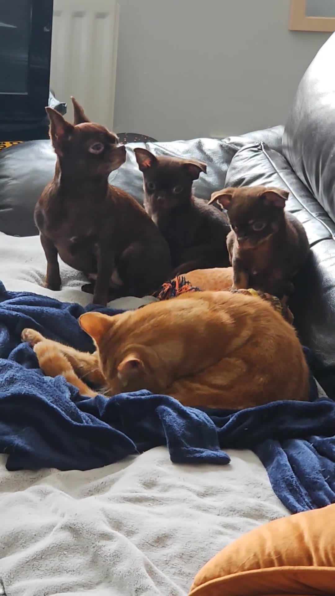 Chihuahua dogs for sale: Chihuahua  - Video 1