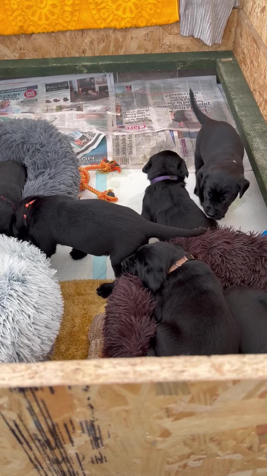 Labrador Retriever dogs for sale: Kc reg Labrador pups  - Video 1