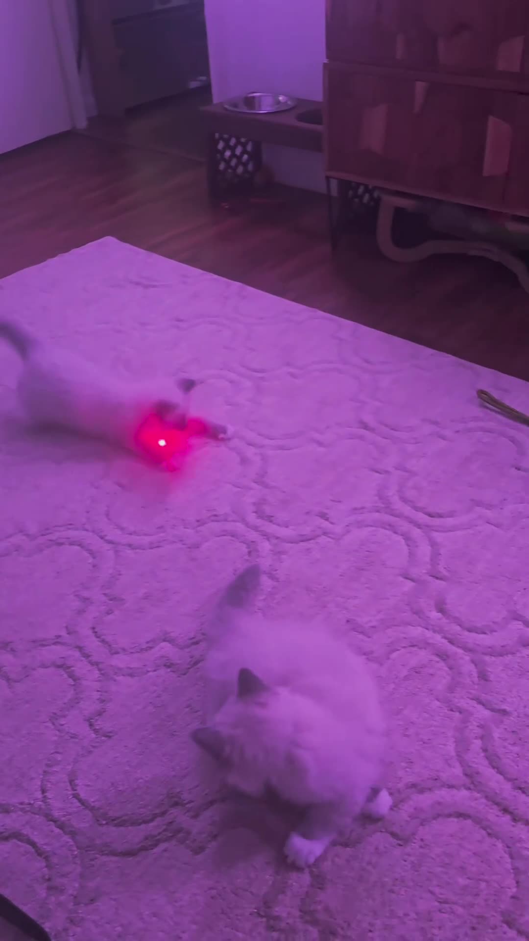 Ragdoll cats for sale: ✨**SOLD**- GCCF Registered Ragdolls - Video 4