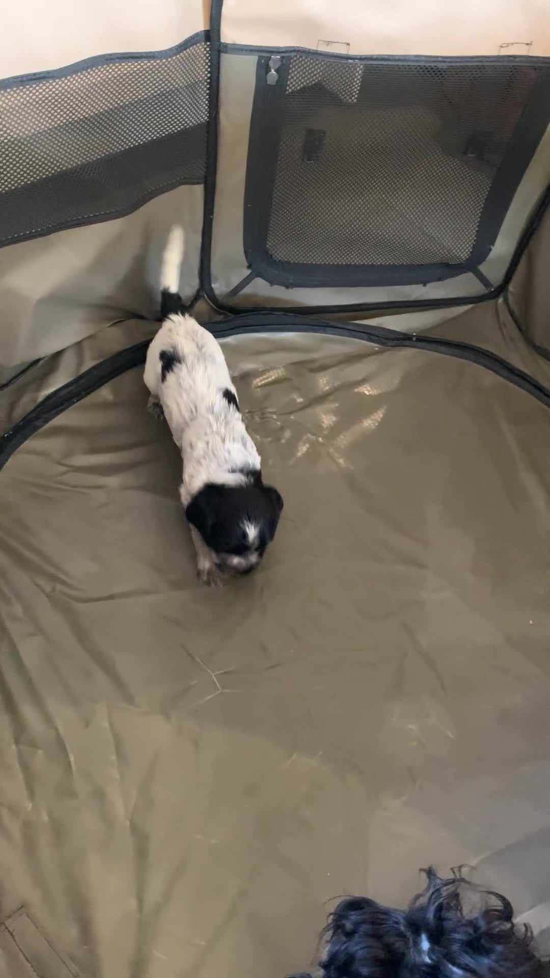 Cocker Spaniel dogs for sale: Show Cocker Spaniel KC reg available on 16 th Sept - Video 2