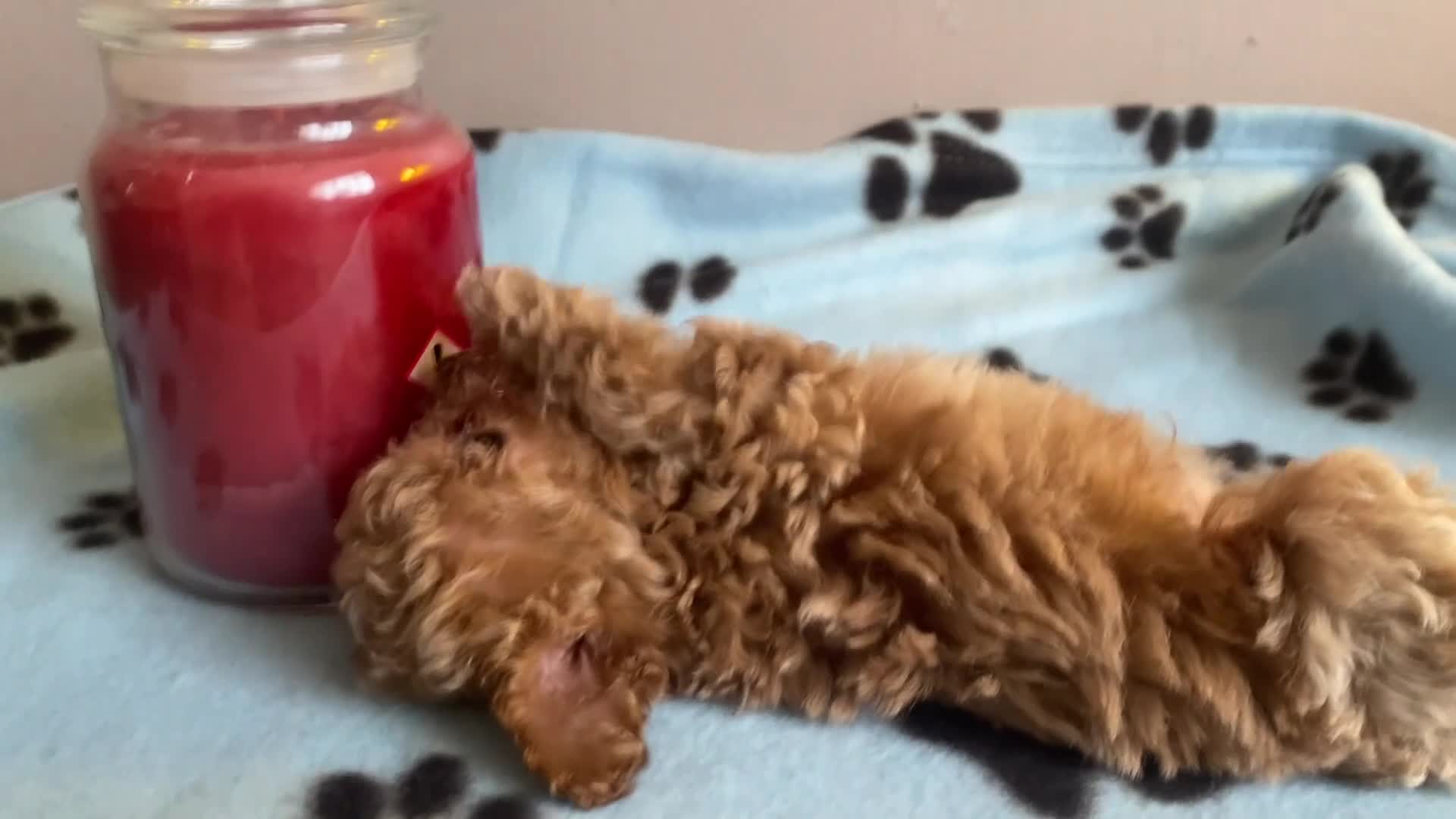 Maltipoo dogs for sale: RARE Tiny F1B Asian maltipoo puppies - Video 2