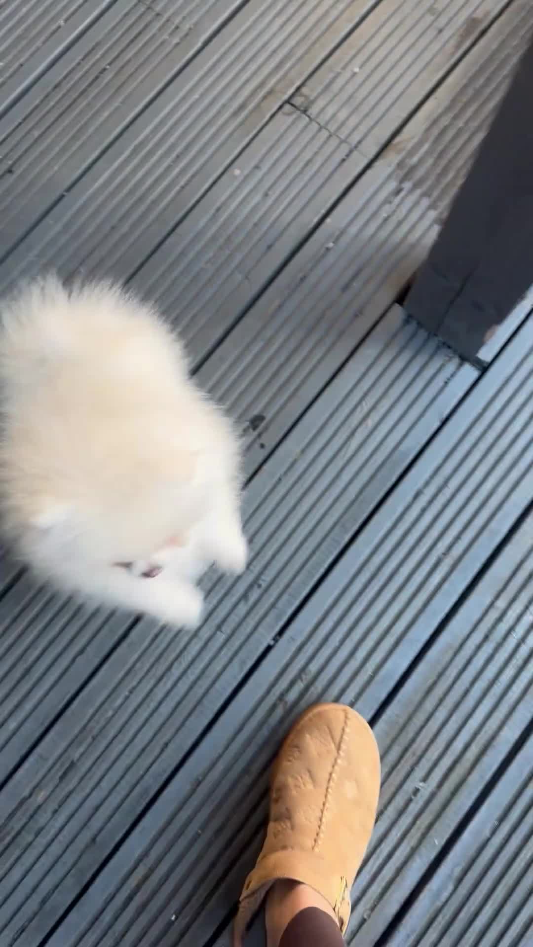 Pomeranian dogs for sale: pomerian puppy boy  - Video 1